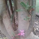 백발마녀 이미지