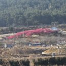 개화농장 | 기장 매화원 개화시기 개방일자만 방문가능 후기