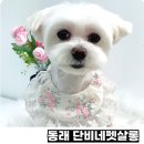 래미안유치원 | 동래 강아지 미용 래미안아이파크 단비네펫살롱 말티즈 가위컷 후기