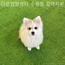 다온 입양센터 수원점 강아지분양 고양이분양 이미지