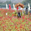 일상에 지친 그대, 평창 백일홍축제로 오라 - 이미지