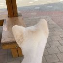 둥글개 둥글개 이미지