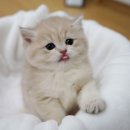 강남 고양이 분양 냥블리 이미지