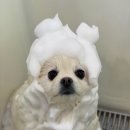 슈앤트리 이미지