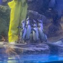 힘쎈수달 이미지