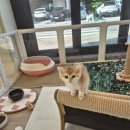 달콤하니냥 | 수원고양이분양 다양한 묘종 분양 수월한 곳