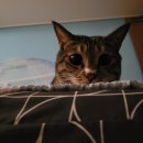 에리어식스(벨포스트) | 어느새 스며들어 우릴 변화시킨 봄이 왔나봐