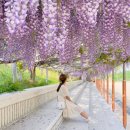 ﻿▣-여행 정보방(여행) "몽환적인 보랏빛 꽃터널"... 5월 가볼만한 국내 등나무꽃 명소 BEST5 이미지