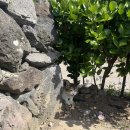 느긋하귀 이미지