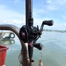 태안호스릴-70 | [태안안면도 구매항] 조금 쭈꾸미 선상낚시 후기 조황 feat.갑오징어