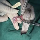 이솜 동물병원 이미지