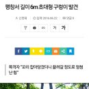 태백말고 평창에도 6M 짜리 구렁이 발견 이미지