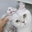 고양이전문점 허니캣 이미지