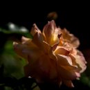 안산 식물원 이미지