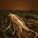 금산고려인삼도매 이미지