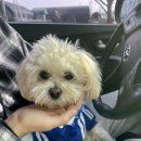 구름이 그린 달빛 이미지