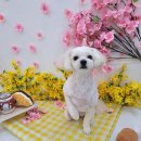 야옹아 멍멍해봐(조례호수점) 이미지