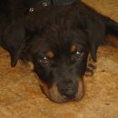 맥스켄넬 이미지