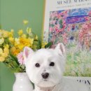 소우주 애견미용실 이미지