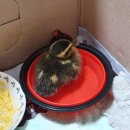 서울시 야생동물 구조관리센터 이미지