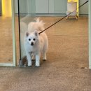 화정공원(CCTV폴) | 평택 동삭동 애견미용 유폴 평택지제역점 방문 후기