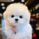 펫사랑일산점 이미지