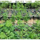 하궁농장 이미지