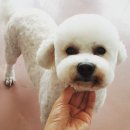 또오개 이미지