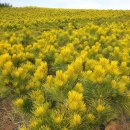 황금소나무농원 이미지