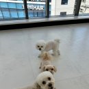 도토리 강아지 유치원 이미지