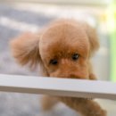 향남펫살롱 이미지