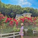 (주)코리아세븐 안산호수점 | 서울근교 카페 추천, 안산 장미 예쁘게 만개한 반월 다차카페