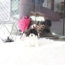 토이파티 이미지