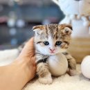 광주강아지분양 고양이분양 24시 데려가개본점 이미지