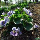 잎이 종지를 닮았다고 이름 붙여진 미국제비꽃 종지나물(Meadow or Hooded blue violet) 이미지