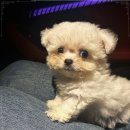 천안 강아지분양 도로시펫 | 천안 두정동 강아지 분양, 베베펫 천안 강아지 고양이 솔직 후기