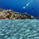 나홀로짐 범물점 | 보홀 팡라오ㅣ나홀로 나팔링 다녀온 후기