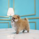 도그마루 강아지 고양이 양산화명점 이미지