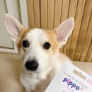 펄스랩 | 노견 건강 체크 펫펄스랩 삐뽀 강아지소변검사 키트 사용방법 및 결과 후기