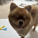 24시 쓰담쓰담 동물메디컬 센터 | 용인 24시쓰담쓰담 동물병원 미용후기(곰돌이컷)