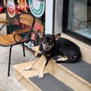 (주)노랑댕댕이 | 나트랑2일차 담시장 질러팬티 해피이발관 더바른은정이네 켄켄크록스