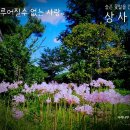 자작나무-쉼표