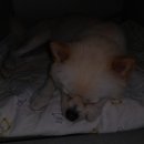 DaDogDaDog 애견카페 이미지