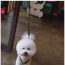 행복한 애견 미용 네이버블로그