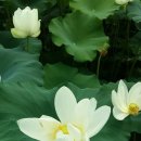 사루비아 - 중구 을지로 131 | 사루비아