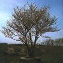 신례리 왕벚나무자생지(천연기념물 제156호) 이미지