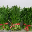 정애농장 | 친정애 부추즙, 정직하게 담은 하루 한 포의 신선함