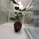 앨리스코리아켄넬 이미지