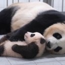 판다오라 이미지