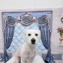 밀리아 펫살롱 이미지